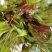 香椿芽2二斤装招电商一件代发