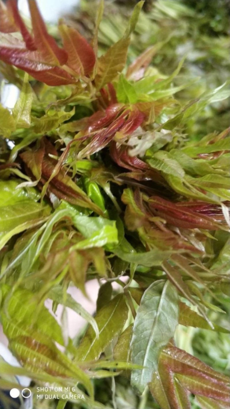 香椿芽2二斤装招电商一件代发