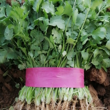 精品香菜，有需要的联系