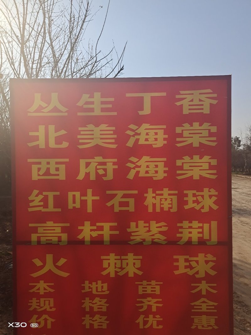 绿化苗木/灌木紫荆巨紫荆丛生紫荆大小规格齐全