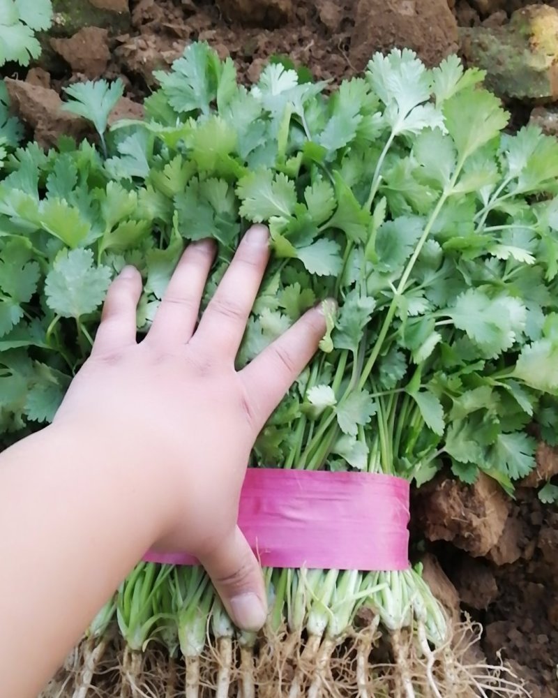 精品香菜，有需要的联系
