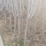 绿化苗木/灌木紫荆巨紫荆丛生紫荆大小规格齐全