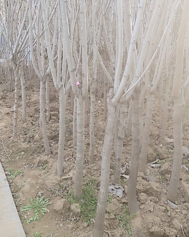 绿化苗木/灌木紫荆巨紫荆丛生紫荆大小规格齐全