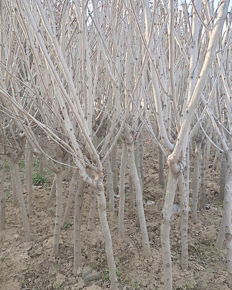 绿化苗木/灌木紫荆巨紫荆丛生紫荆大小规格齐全