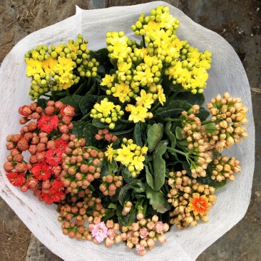 三色组盆长寿花