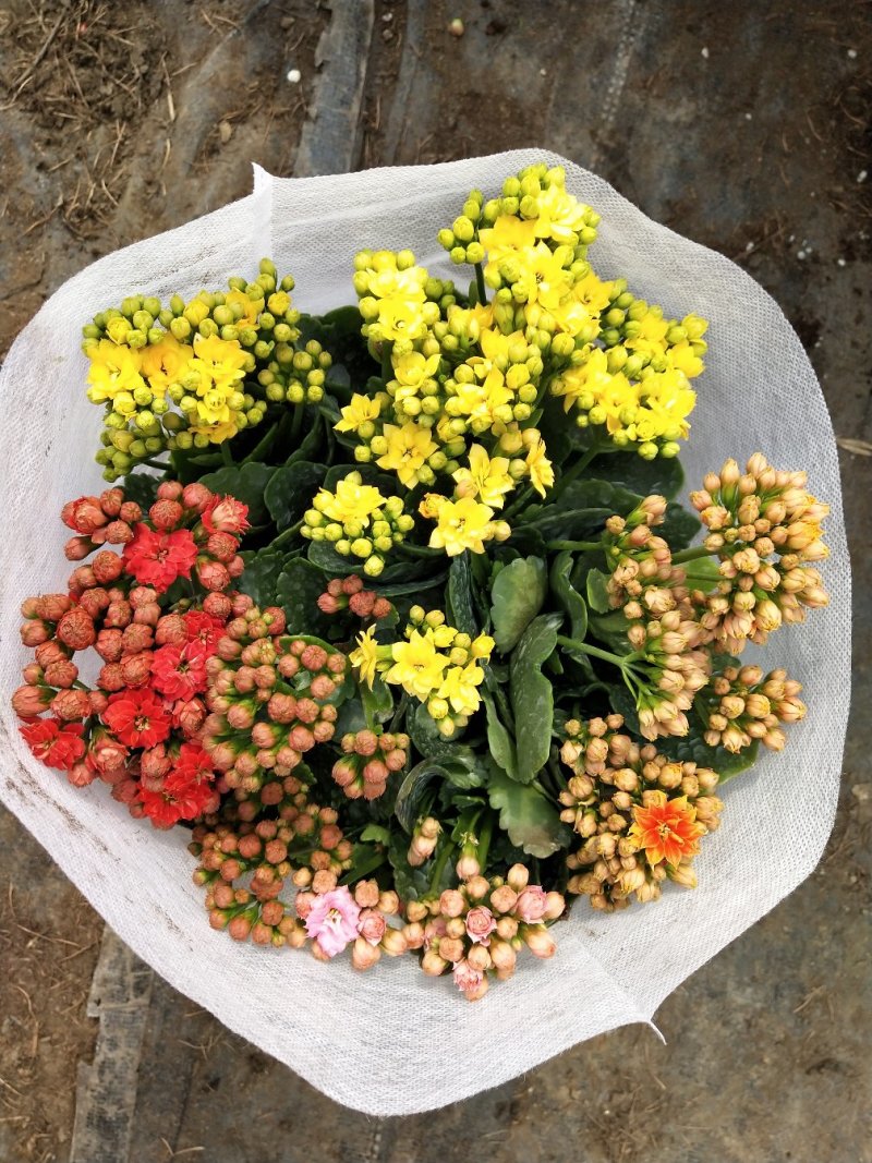 三色组盆长寿花