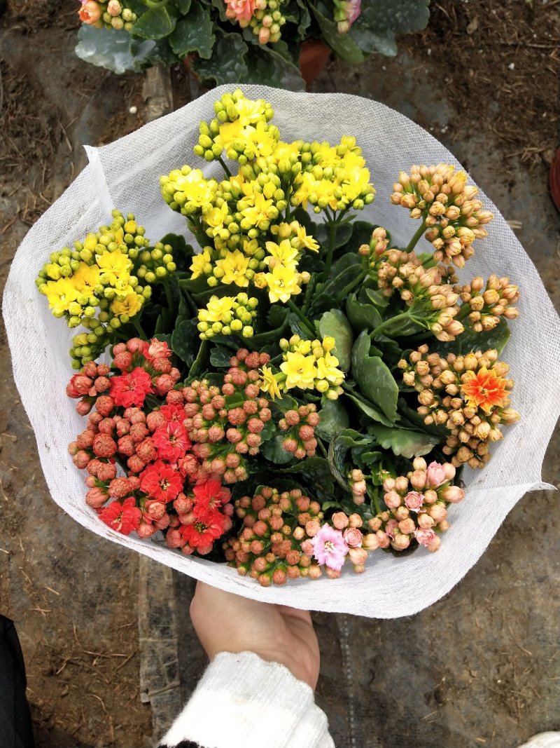 三色组盆长寿花