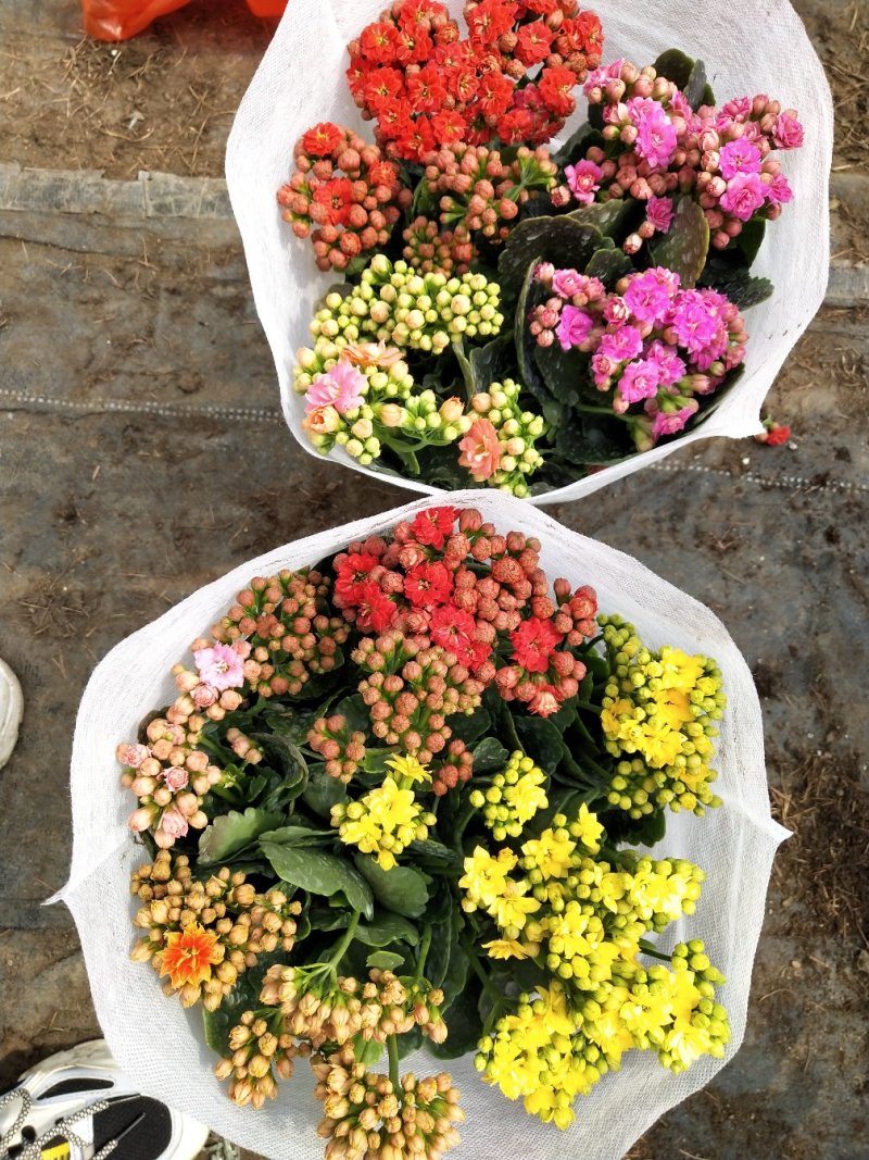 三色组盆长寿花