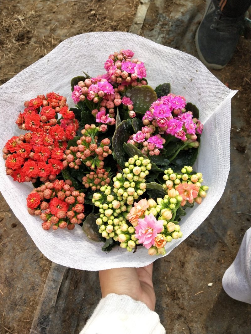 三色组盆长寿花