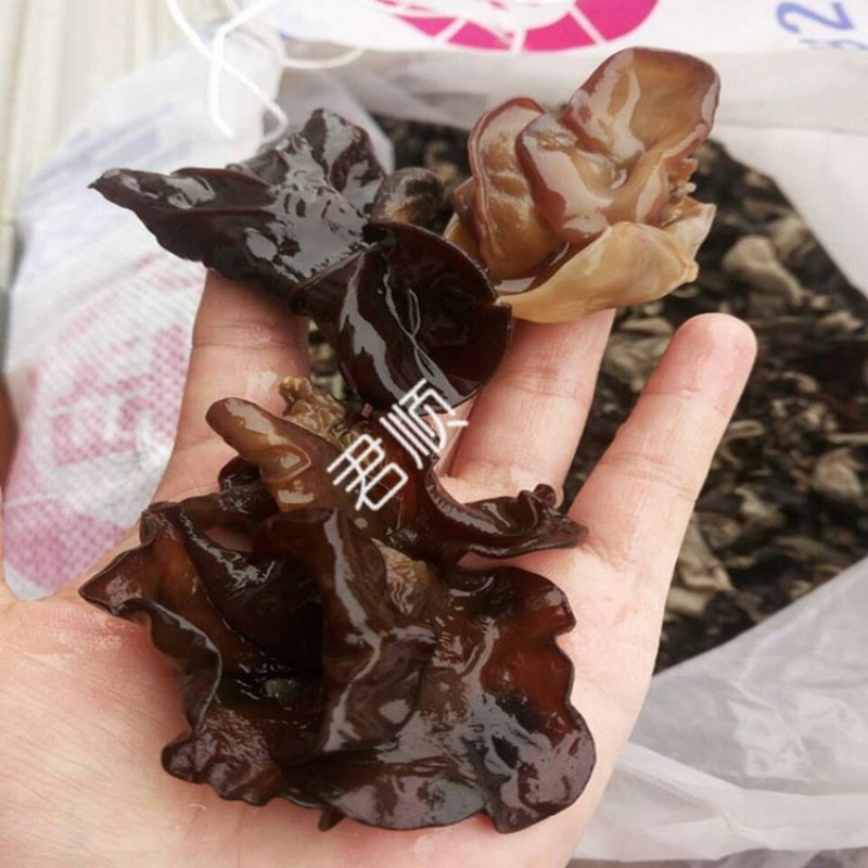 干货木耳火锅炒菜爽脆干木耳跑江湖地摊产品