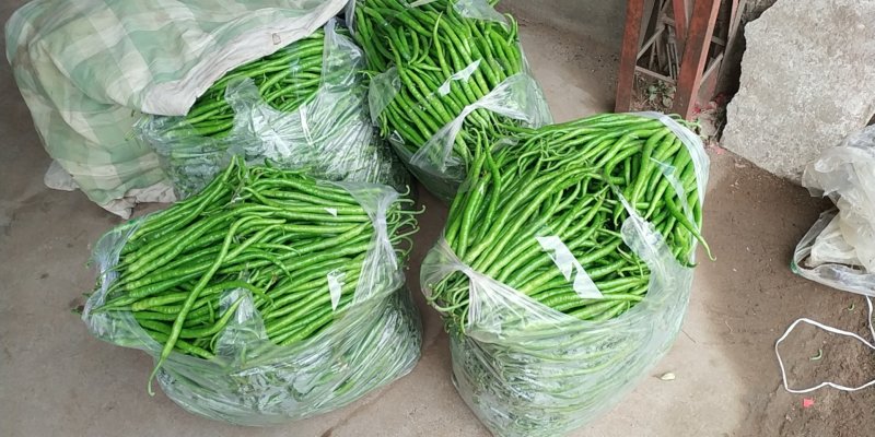 山东线椒优等质量产地直销长35-40cm保质保量批发
