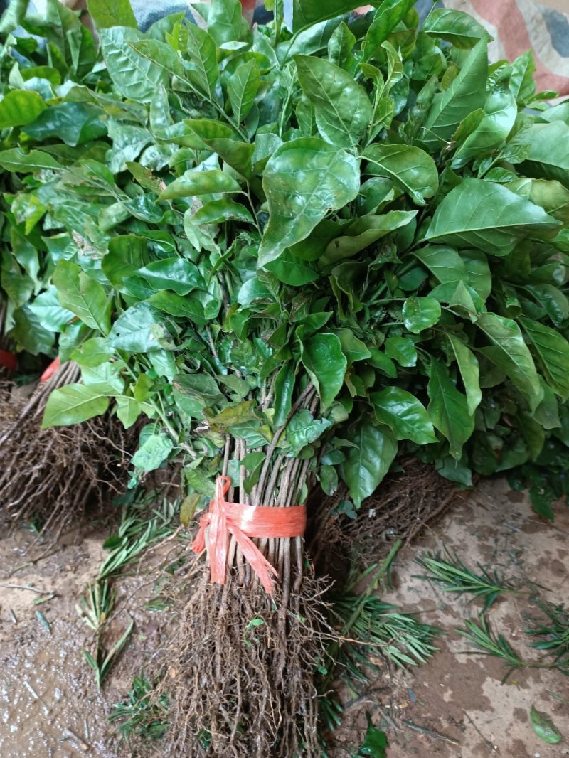 黄皮果苗黄皮果芽苗黄皮果小苗可嫁接黄皮果实生苗