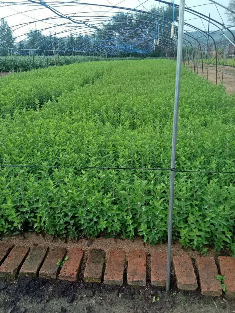 东北抗寒大果蓝靛果苗山茄子苗