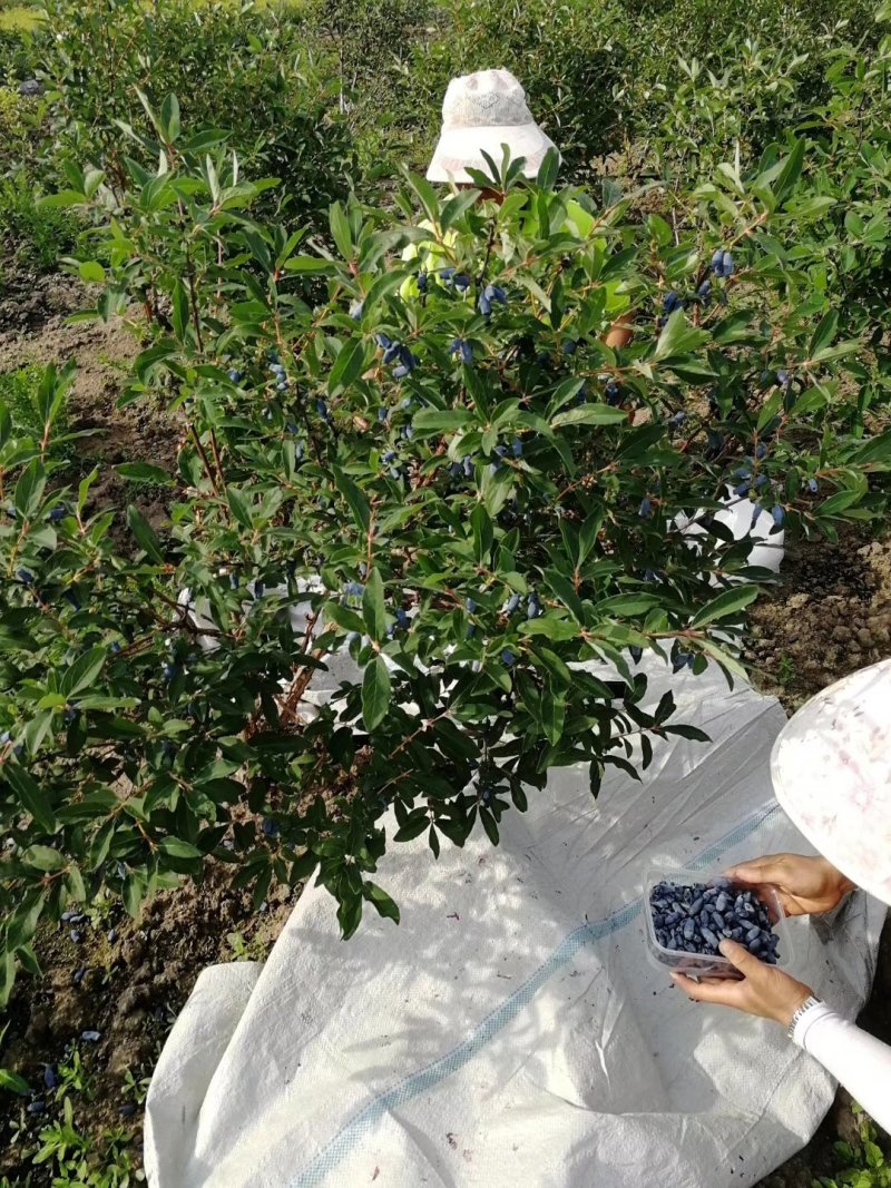东北抗寒大果蓝靛果苗山茄子苗