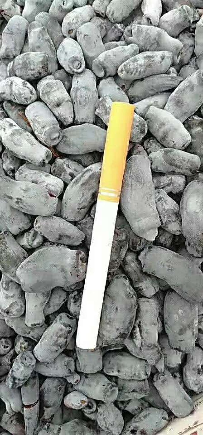 东北抗寒大果蓝靛果苗山茄子苗