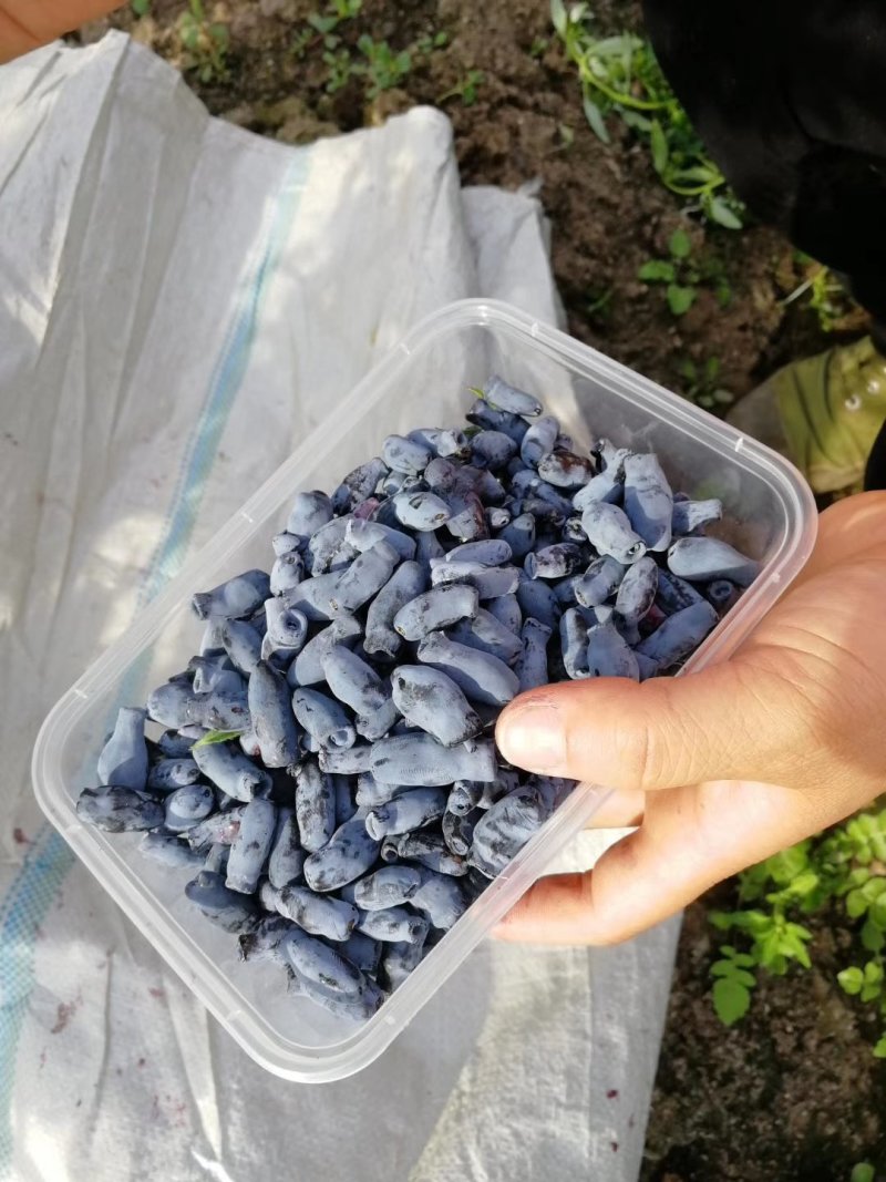 东北抗寒大果蓝靛果苗山茄子苗