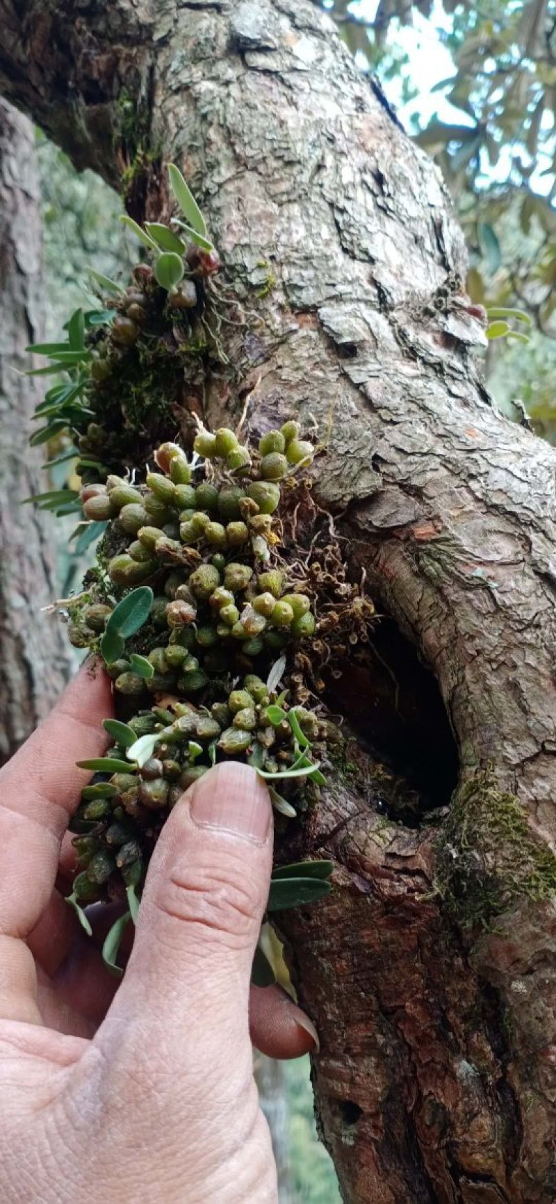 有收购这类药材的请与我联系大量