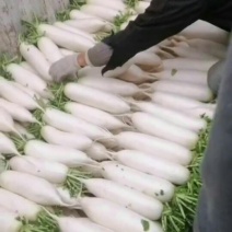 萝卜，大量沙地种植，带甜味，不空花
