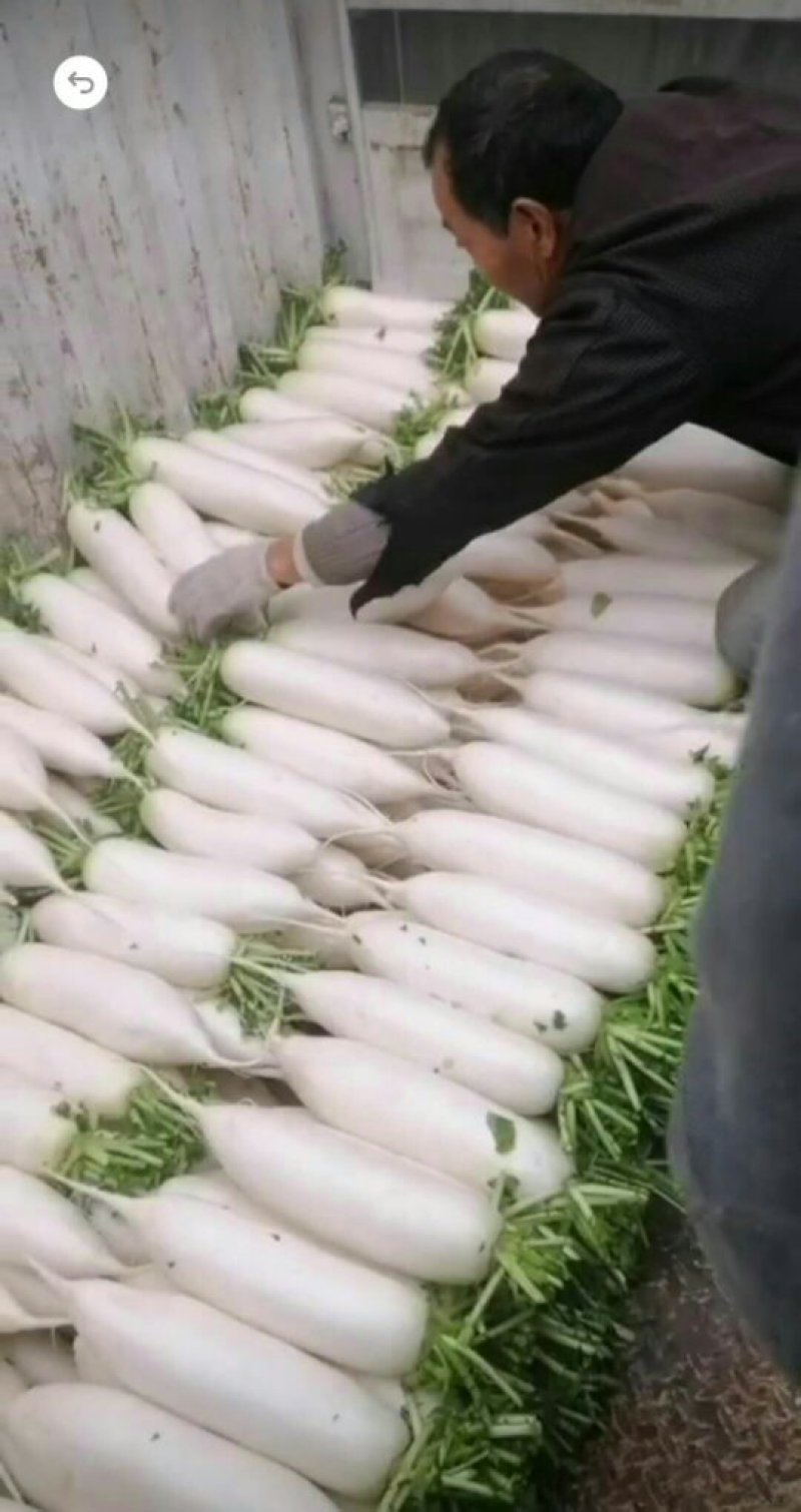 萝卜，大量沙地种植，带甜味，不空花