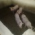 养殖销售，土白猪，小仔猪，陆川仔猪，长白猪
