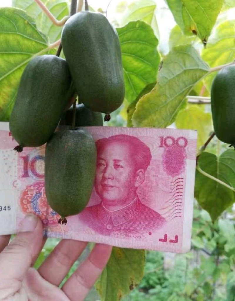 东北抗寒软枣猕猴桃苗龙城二号魁绿