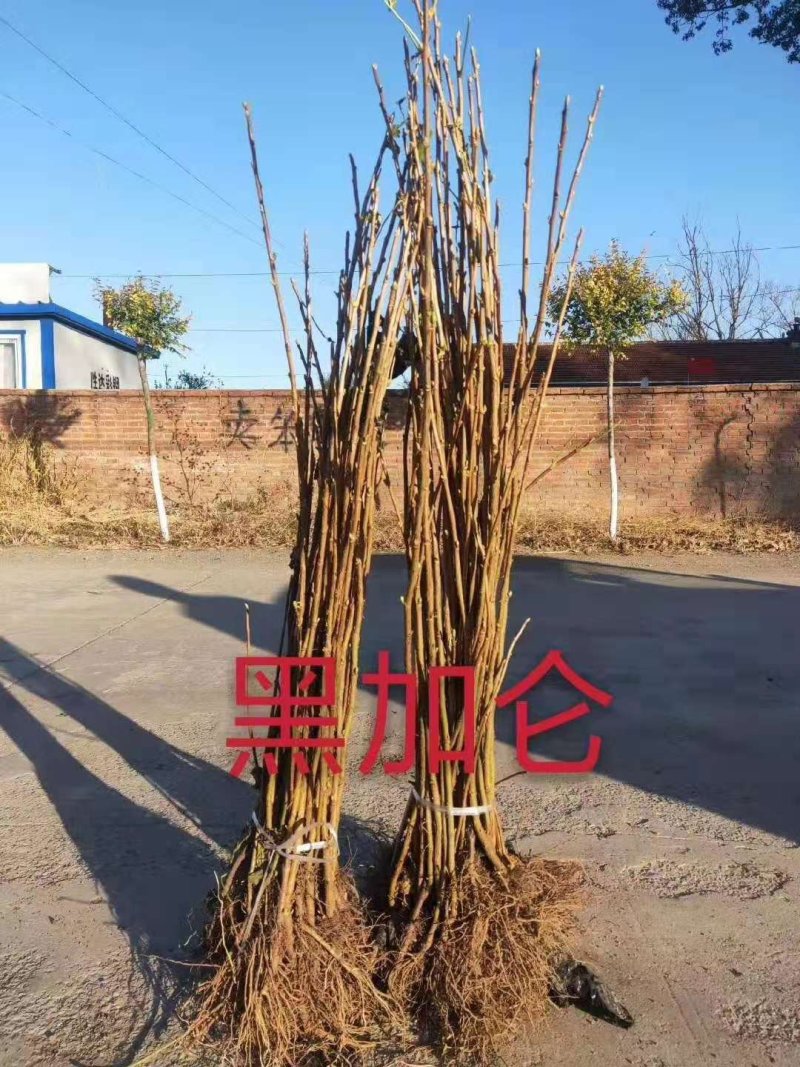 东北抗寒大果黑加仑苗