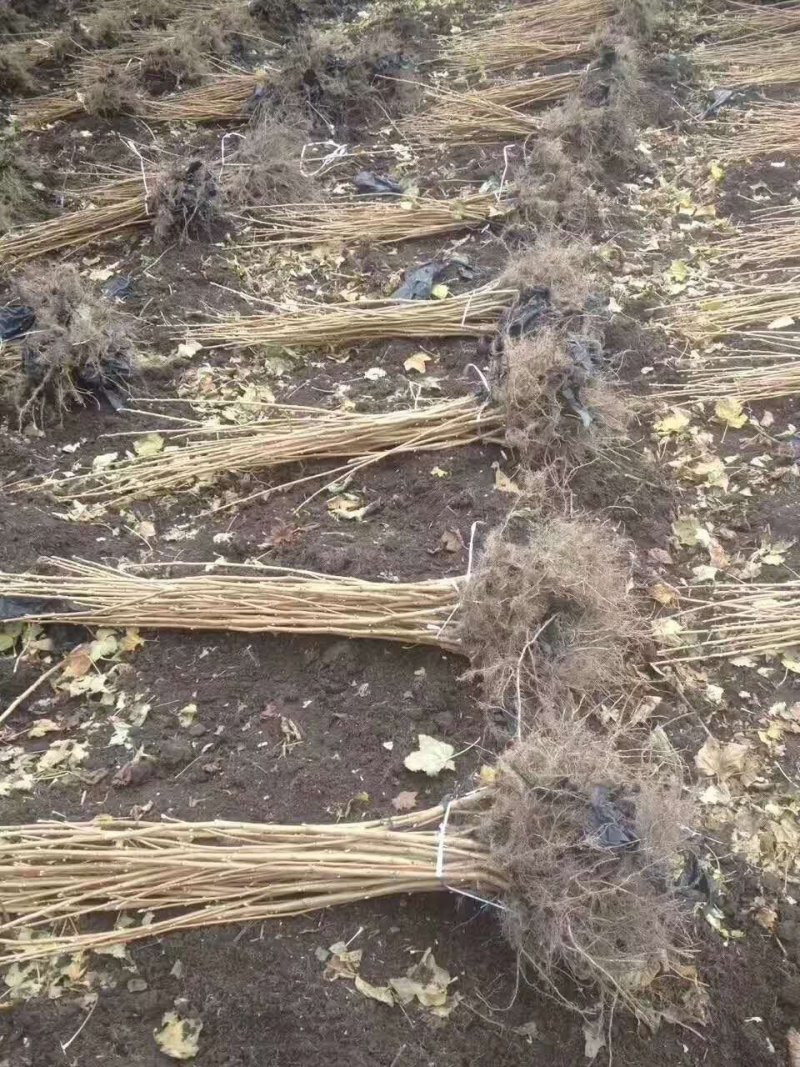 东北抗寒大果黑加仑苗