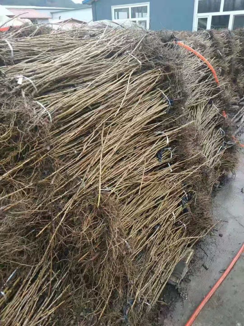 东北抗寒大果黑加仑苗