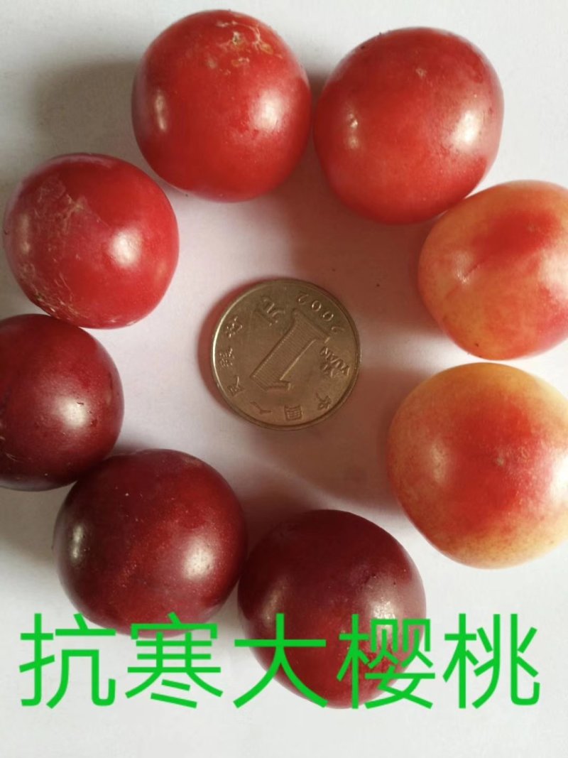 东北抗寒大樱桃苗果大产量高