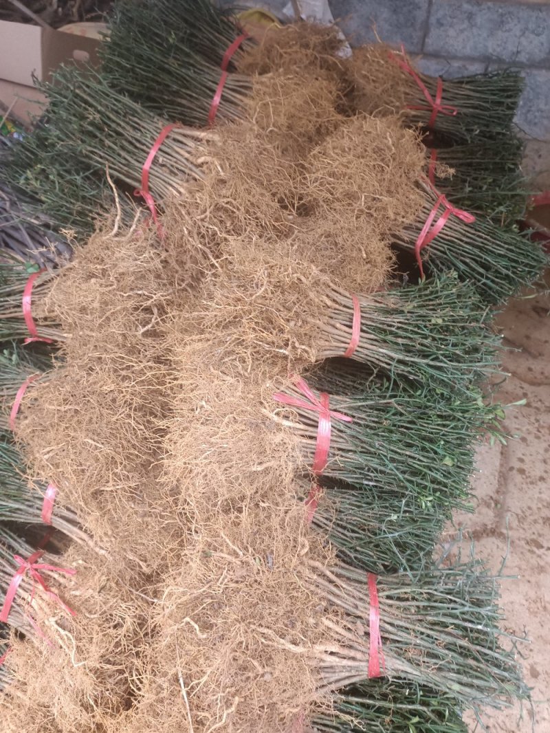 大量供应枳壳苗枳壳小苗枳壳芽苗包邮