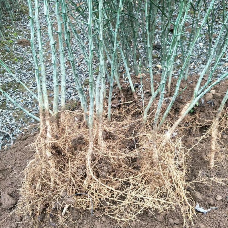 大量供应枳壳苗枳壳小苗枳壳芽苗包邮