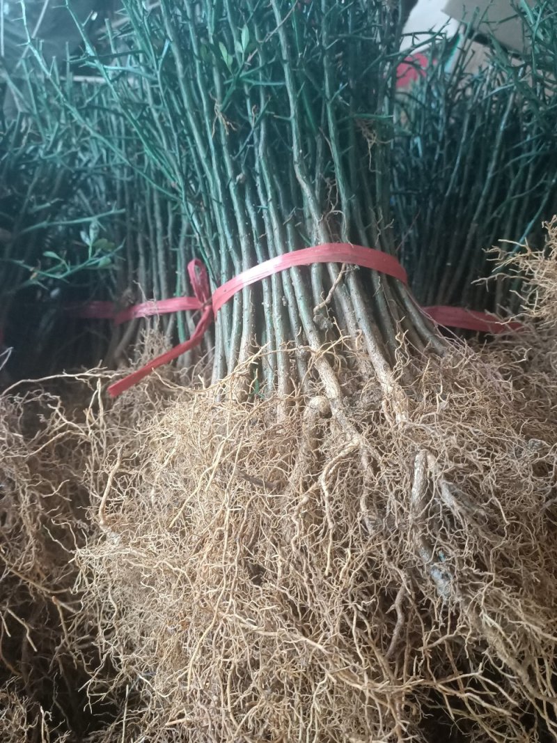 大量供应枳壳苗枳壳小苗枳壳芽苗包邮