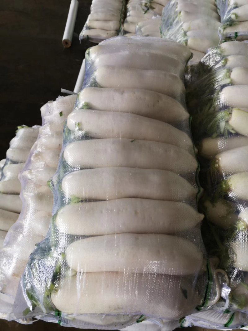 白萝卜