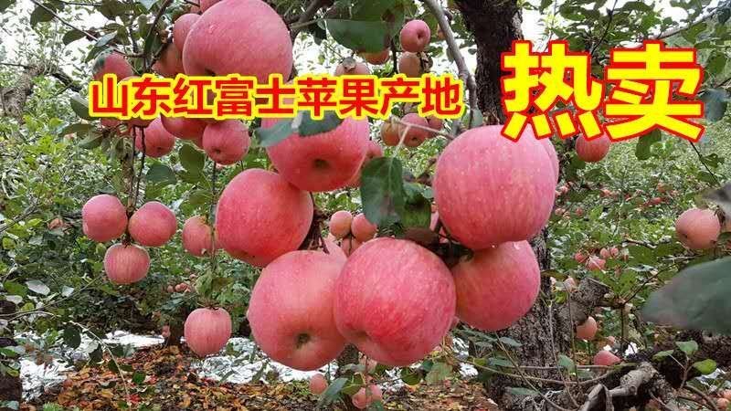 山东红富士苹果大量供应，产地看货选货以质论价，全国发货
