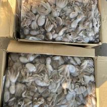 原料进口坂冻短腿30/50八爪鱼西班牙，印度