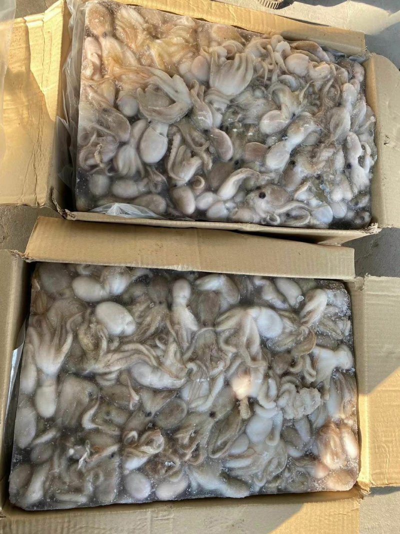 原料进口坂冻短腿30/50八爪鱼西班牙，印度