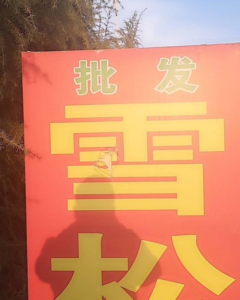 绿化苗木/乔灌木/松树雪松大小规格齐全上车付款