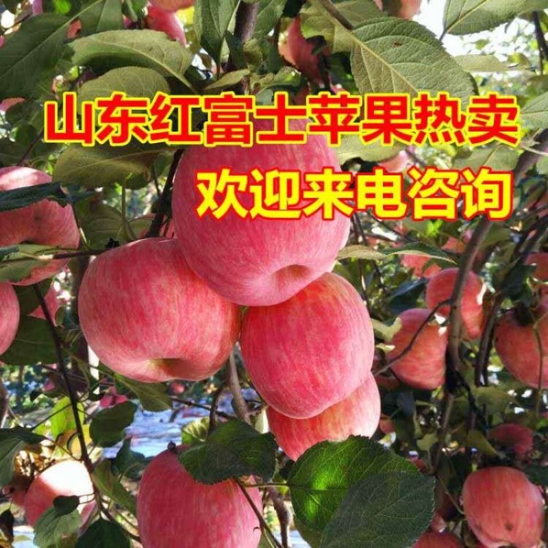 纸袋，膜带红富士苹果大量下树，任意挑选，货源充足品质保证