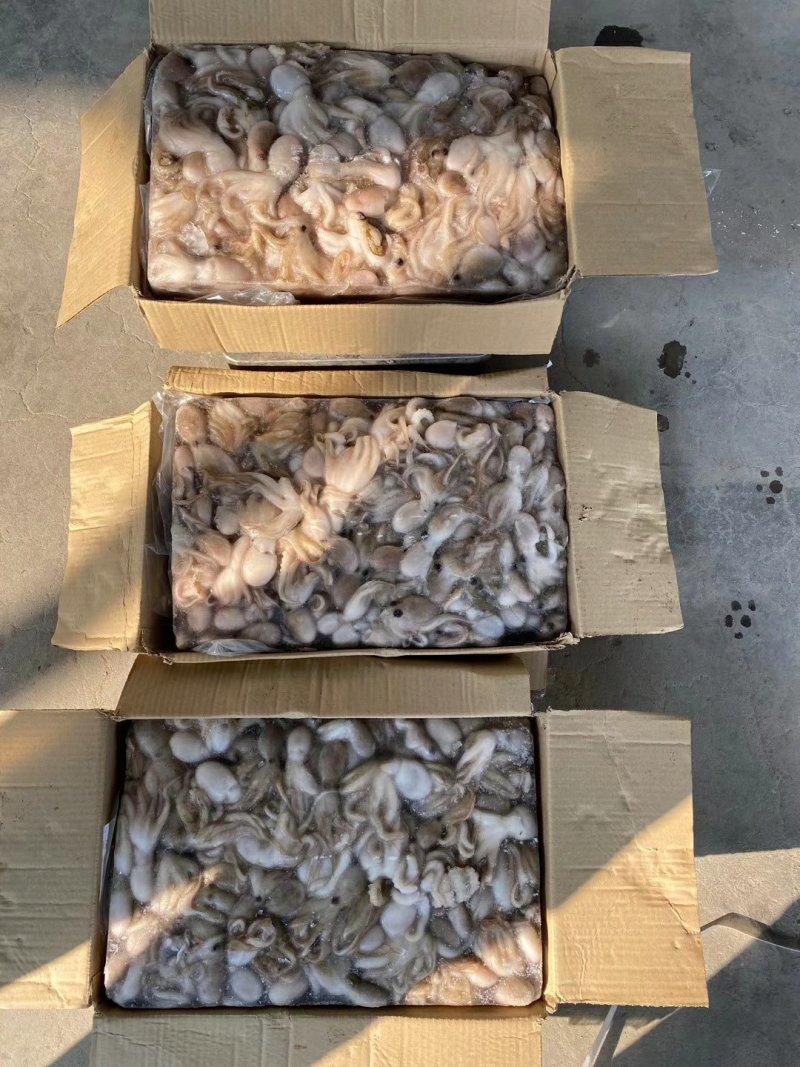 原料进口坂冻短腿30/50八爪鱼西班牙，印度