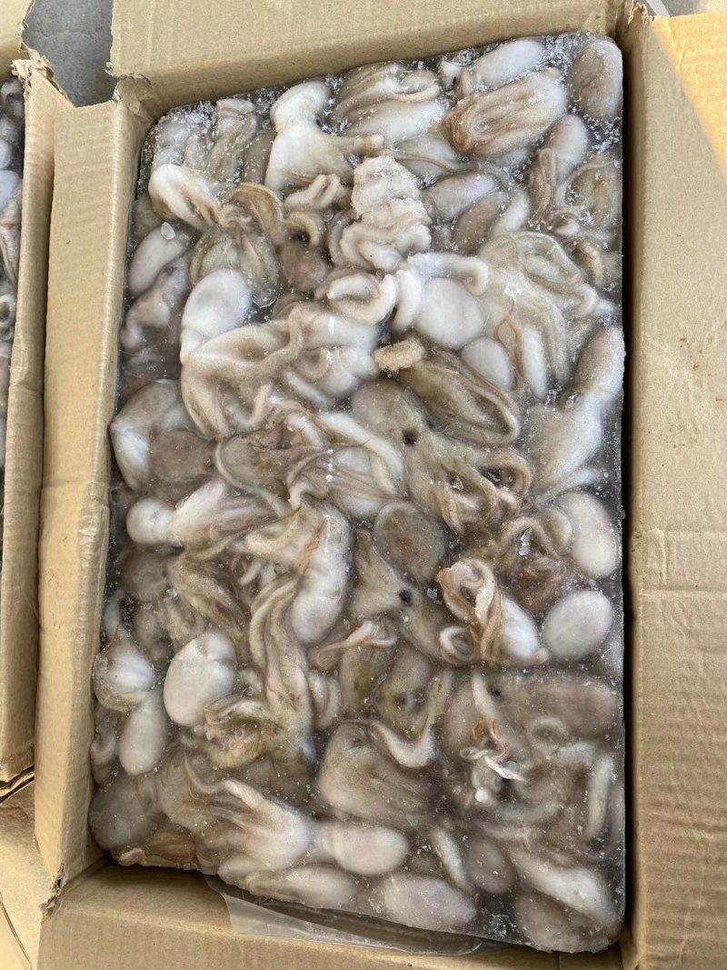 原料进口坂冻短腿30/50八爪鱼西班牙，印度