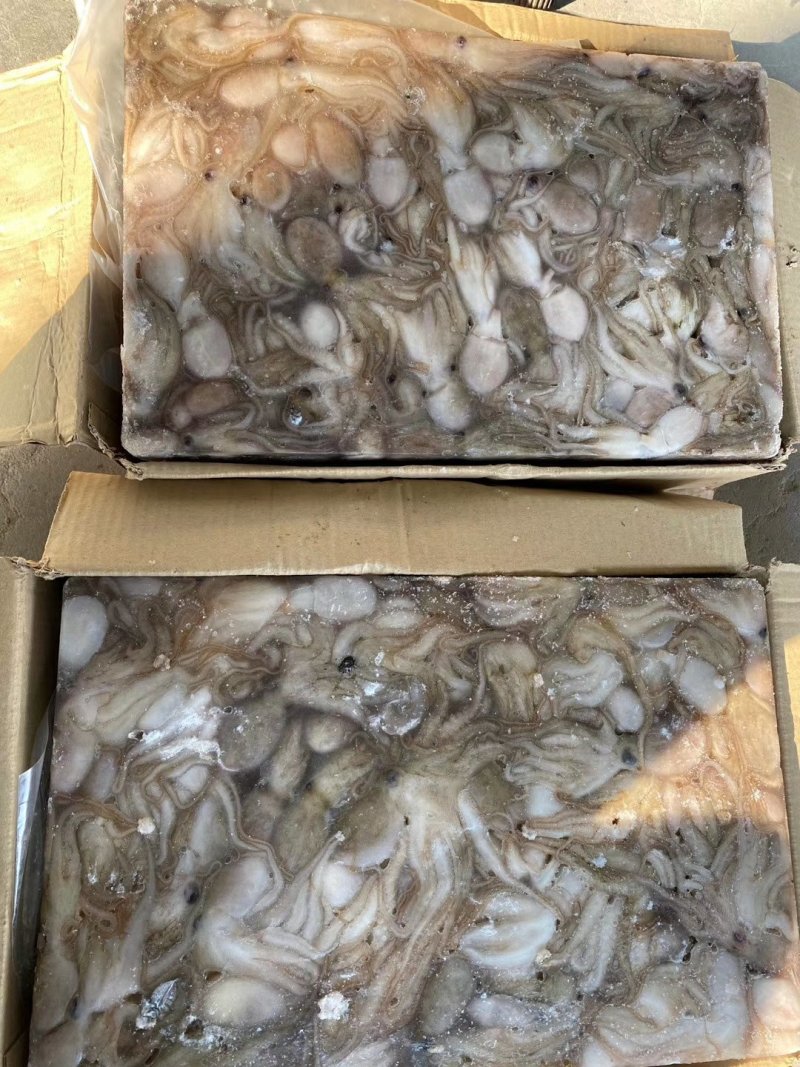 原料进口坂冻短腿30/50八爪鱼西班牙，印度