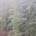绿化苗木/乔灌木/松树雪松大小规格齐全上车付款
