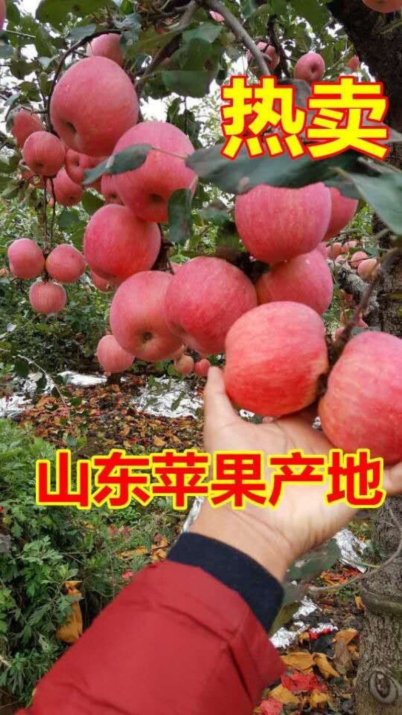 纸袋膜袋红富士苹果产地价格便宜，产地直销，品质保证全国发