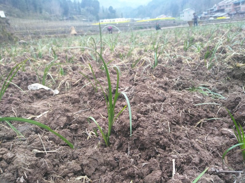 石菖蒲苗优质野生多年驯化石菖蒲苗易存活