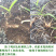 白芨【长期供应】三叉白芨选货鲜货量大从优假一罚十。