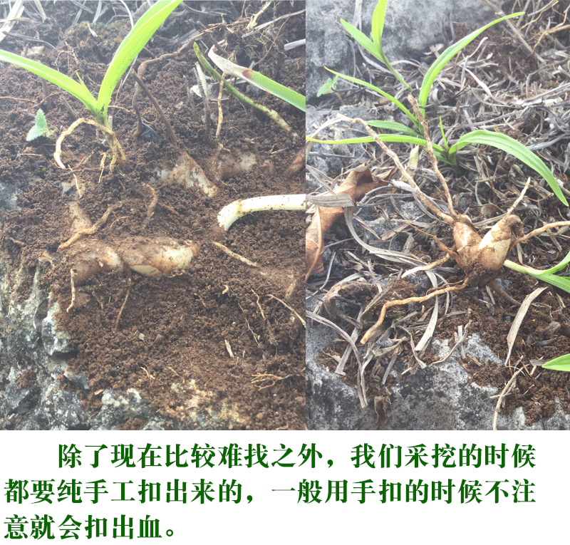 白芨【长期供应】三叉白芨选货鲜货量大从优假一罚十。