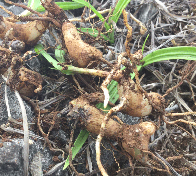 白芨【长期供应】三叉白芨选货鲜货量大从优假一罚十。