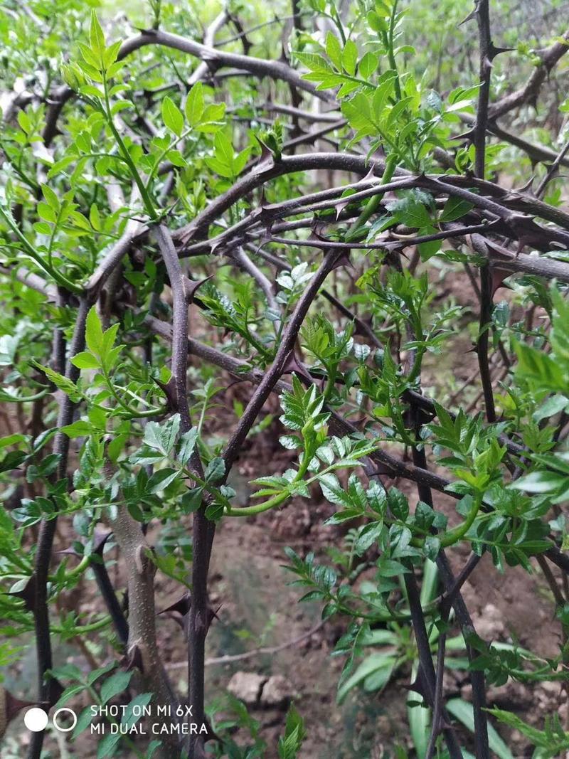 花椒芽花椒嫩叶产地直供大山里的特产无污染