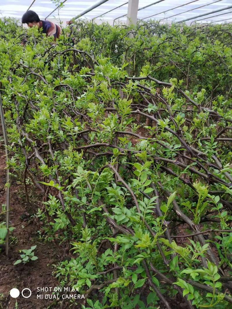 花椒芽花椒嫩叶产地直供大山里的特产无污染