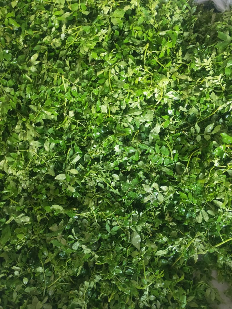 花椒芽花椒嫩叶产地直供大山里的特产无污染